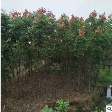 工程綠化欒樹苗批發 胸徑1-10公分國慶花苗木樹苗 庭院風景欒樹