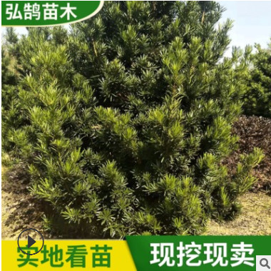 盆景盆栽羅漢松樹苗批發 日本造型羅漢松喬木 園林綠化羅漢松