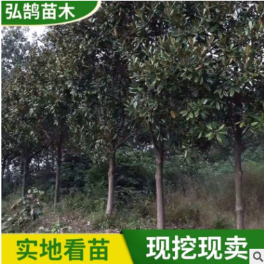 防護叢生廣玉蘭樹苗批發 嫁接園林綠化喬木苗 園林風景廣玉蘭