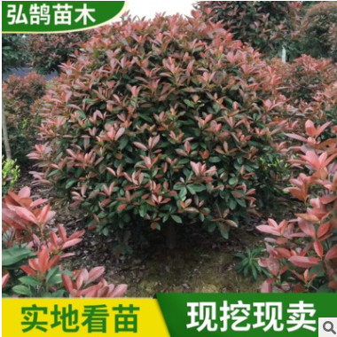 工程綠化紅葉石楠球批發 苗圃公園綠化灌木苗木 高桿紅葉石楠