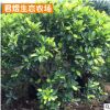 苗圃批發(fā)樹苗 庭院綠化花壇苗木 黃金榕繼木小苗綠籬花卉植物
