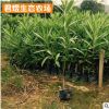 紅花夾竹桃樹苗 庭院小區(qū)綠化夾竹桃苗木 工程綠化庭院觀花植物
