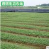 批發(fā)公園路邊綠化桉樹苗 綠化苗木 園林植物喬木苗圃基地