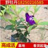 野牡丹小苗 庭院小區(qū)綠化苗木 綠化苗木 觀賞花卉植物野牡丹