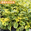 金邊假連翹袋苗 庭院小區(qū)綠化園林植物苗圃 變?nèi)~木 黃金葉袋苗