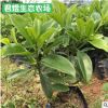 苗圃基地非洲茉莉庭院小區(qū)灌叢綠化非洲茉莉花 綠化苗木