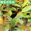 批發(fā)庭院綠化植物苗 紅背桂樹苗 芳香植物小苗 小區(qū)工程綠化苗木