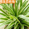 生態(tài)農(nóng)場金邊吊蘭綠蘿吊蘭苗批發(fā) 盆栽植物綠植吊蘭花卉吊蘭花苗