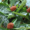 大葉仙丹 庭院小區(qū)綠化苗木 庭院花卉植物 百日紅四季開花