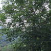 供應(yīng)紅花風(fēng)鈴木 常綠的風(fēng)鈴木樹 適合行道庭院廣場公園小區(qū)綠植
