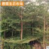 苗圃基地小葉欖仁樹 錦葉欖仁 福建綠化苗木細(xì)葉欖仁批發(fā)行道樹