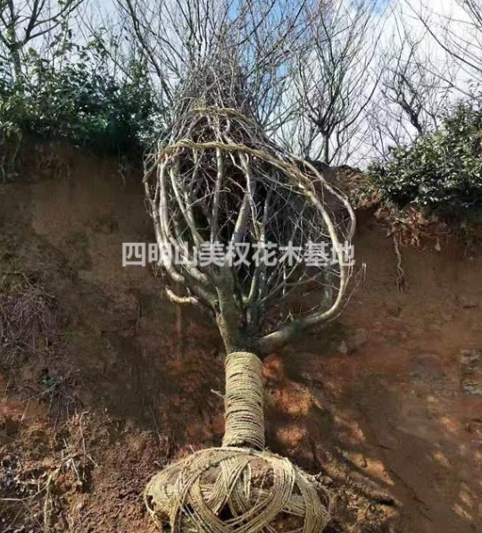 秋季大量供應(yīng)紅楓櫻花數(shù)量多價(jià)格實(shí)惠