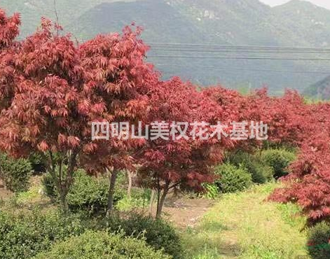 直接一*貨源紅楓基地/紅楓、櫻花直供基地/優(yōu)質(zhì)精品櫻花基地
