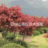 直接一*貨源紅楓基地/紅楓、櫻花直供基地/優質精品櫻花基地