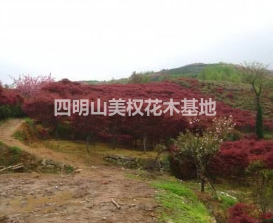 精品紅楓/浙江紅楓基地/杭州紅楓主產(chǎn)區(qū)