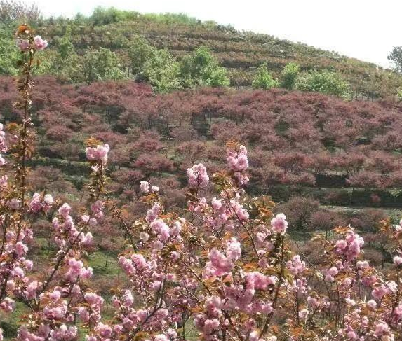 大量供應(yīng)紅楓櫻花雞爪槭海棠等等多種產(chǎn)品