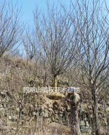 寧波櫻花、紅楓、垂絲海棠、早櫻、晚櫻、日本櫻花低價(jià)供應(yīng)