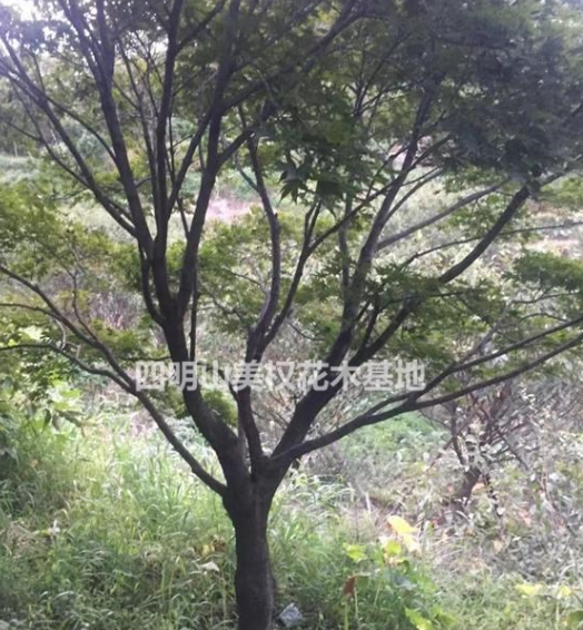 紅楓價(jià)格/紅楓市場(chǎng)行情