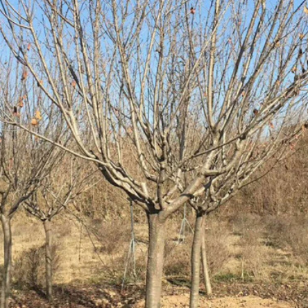 批發工程苗木櫻花樹 基地優惠價直銷風景樹櫻花苗木
