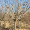 批發(fā)工程苗木櫻花樹 基地優(yōu)惠價(jià)直銷風(fēng)景樹櫻花苗木