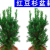 紅豆杉 盆栽紅豆杉樹(shù)苗 曼地亞紅豆杉苗 凈化空氣 紅豆杉盆景植物