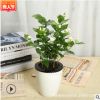 茉莉花苗 室內花卉盆栽 重瓣四季開花綠植 庭院植物芳香凈化空氣