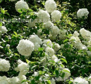 基地批發木繡球苗 木繡球價格 綠籬用苗 木繡球銷售 量大優惠