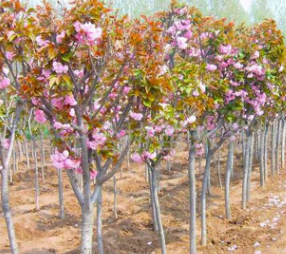 櫻花樹苗批發當年開花大櫻桃樹苗盆栽嫁接櫻花苗日本櫻花盆景綠化