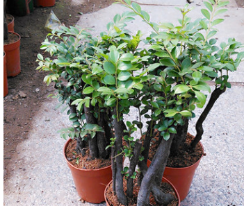 盆栽四季常青植物名貴花木 紫檀樹樁小葉紫檀木高檔盆景凈化空氣