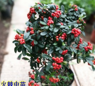 供應火棘 火棘球火棘凈工程綠化用火棘苗批發火棘球規格齊全