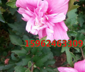 粉色木槿花樹苗 重瓣當年開花木槿苗 庭院陽臺喜蔭居家裝飾盆栽