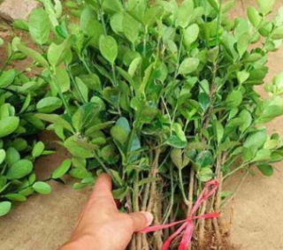 現貨供應冬青苗 規格齊全綠化工程苗 四季長青行道樹籬笆苗批發