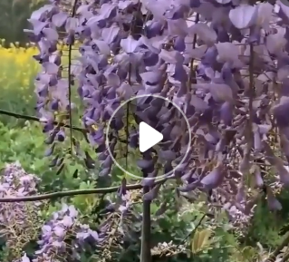 苗圃直銷供應批發 紫滕花苗庭院綠化苗木 豐花紫藤樹苗 紫藤花苗