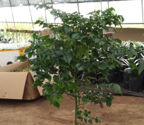 幸福樹盆栽批發大型植物平安樹幸福樹盆景花卉室內觀葉樹凈化空氣