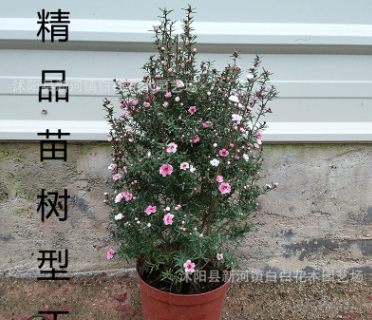 松紅梅盆栽批發 松紅梅樹苗盆栽陽臺室內客廳庭院植物澳洲梅 綠植