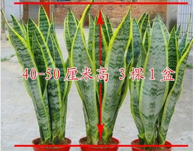 金邊虎皮蘭 虎尾蘭批發多肉觀葉 桌面盆栽花卉彩葉類植物凈化空氣