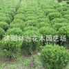 供應小葉黃楊苗 小葉黃楊苗銷售 灌叢綠化綠籬色塊苗