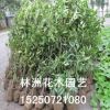 供應園林綠化苗木 法國冬青 珊瑚樹 法國冬青小苗冬青球