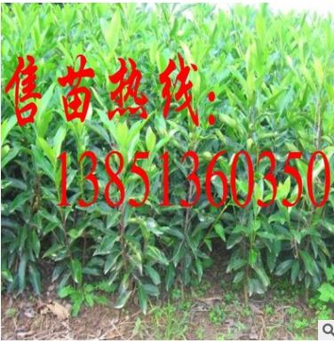 批發(fā)法國冬青苗 大規(guī)格法國冬青樹苗 法青苗 珊瑚樹苗