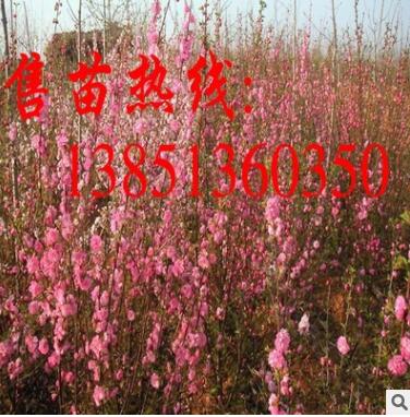 批發(fā)榆葉梅樹苗 大規(guī)格榆葉梅苗 榆葉梅基地