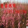 批發(fā)榆葉梅樹苗 大規(guī)格榆葉梅苗 榆葉梅基地