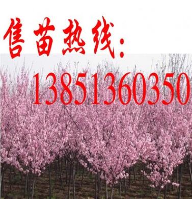 批發(fā)美人梅小苗 美人梅樹苗 大規(guī)格美人梅