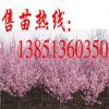 批發(fā)美人梅小苗 美人梅樹苗 大規(guī)格美人梅