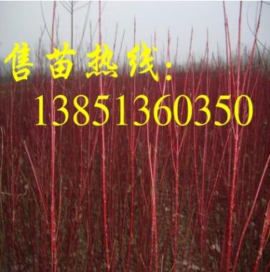 批發(fā)3-5分支紅瑞木 200萬棵紅瑞木小苗待售 彩色樹種紅瑞木基地