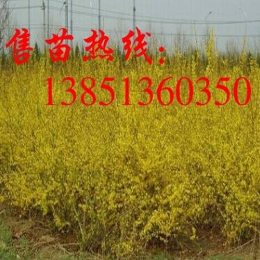 批發(fā)連翹小苗 3-8分支連翹苗 大規(guī)格工程苗 連翹基地