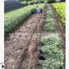 金邊黃楊 基地直銷優質 金邊黃楊 金邊黃楊球 等綠化工程批發配送