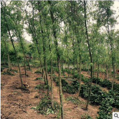 柳樹苗批發 庭院小區綠化苗木易種苗木苗圃 金絲垂柳小苗