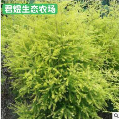 黃金香柳 小區綠化苗木 綠化苗木 黃金寶樹 千層金