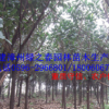 綠化苗木 印度橡膠榕 橡皮樹胸徑5-10公分 福建漳州橡皮榕傾銷