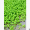 聚草 蕭山 基地直銷 各種 水生植物 綠化工程 大量批發